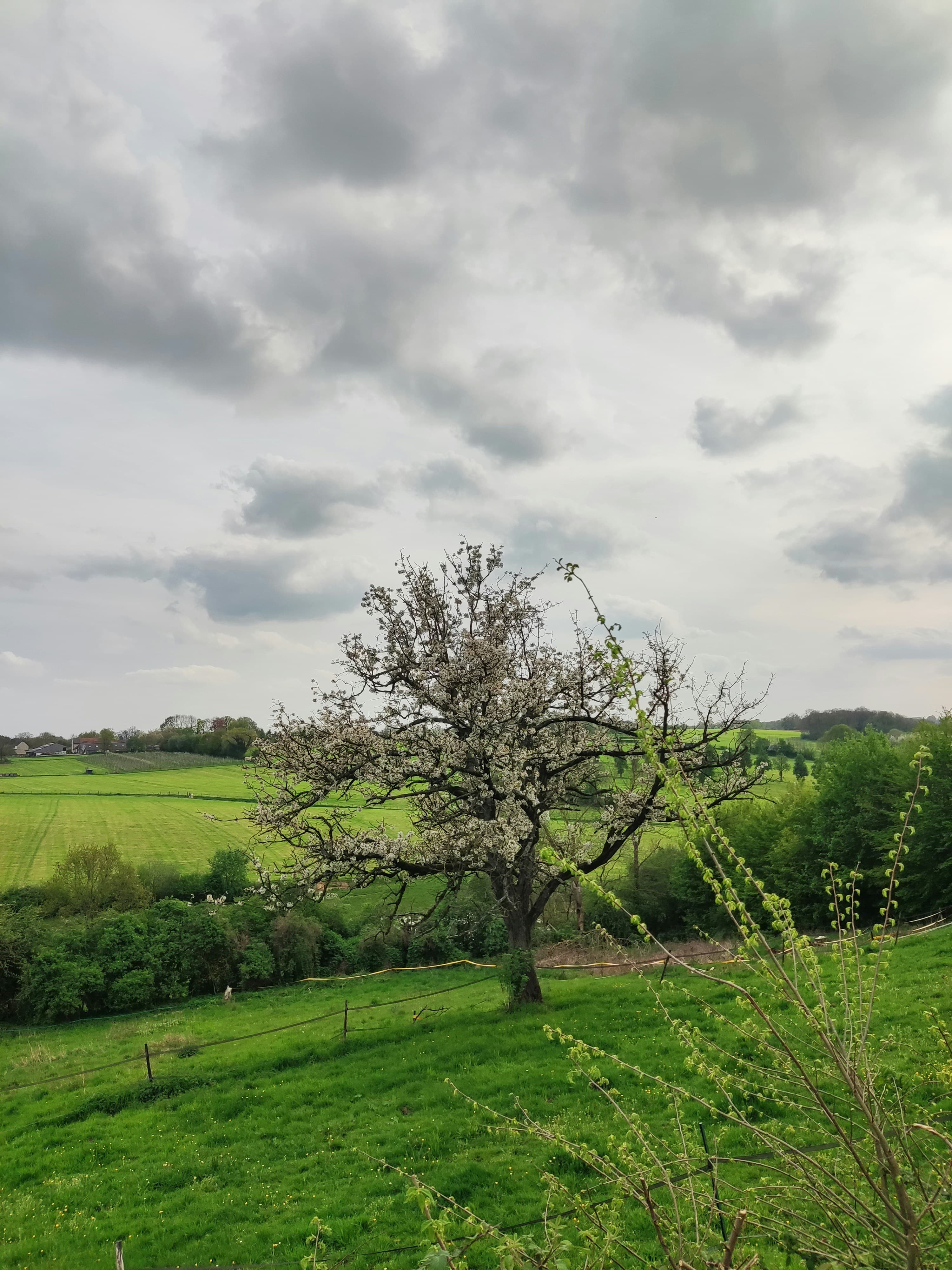 Holle weg in Valkenburg in april — kersenbomen in witte bloei boven de kalkstenen löss-wanden, het Geuldal als glinstering in het dal. Zachte overbelichting, kleur teruggebracht tot grijs-okergeel.