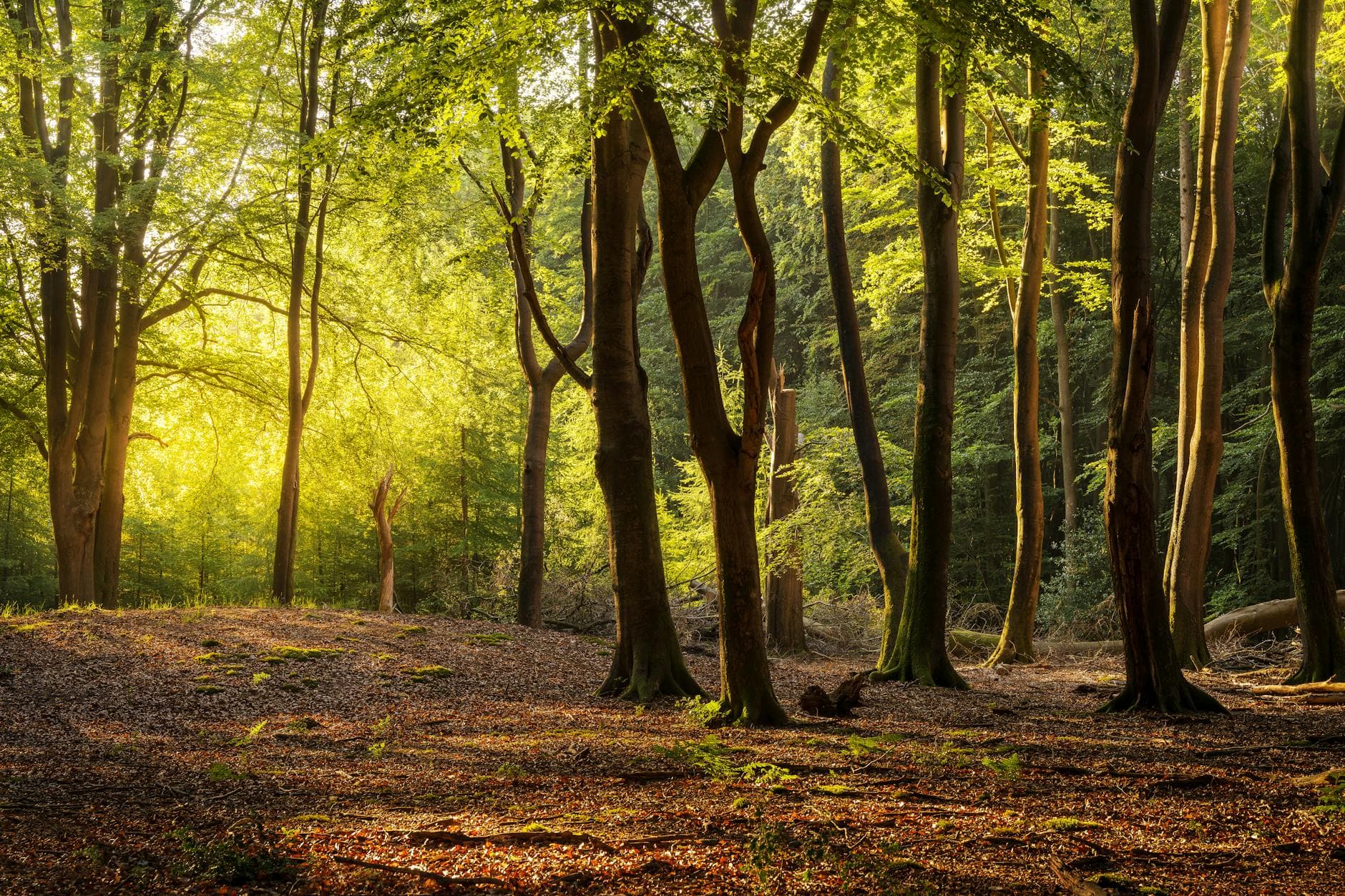 Beukenlaan in het Zoniënwoud bij ochtendlicht — rechte stammen in rijen, licht filtert diagonaal door het bladerdak, bospad verdwijnt in de verte.