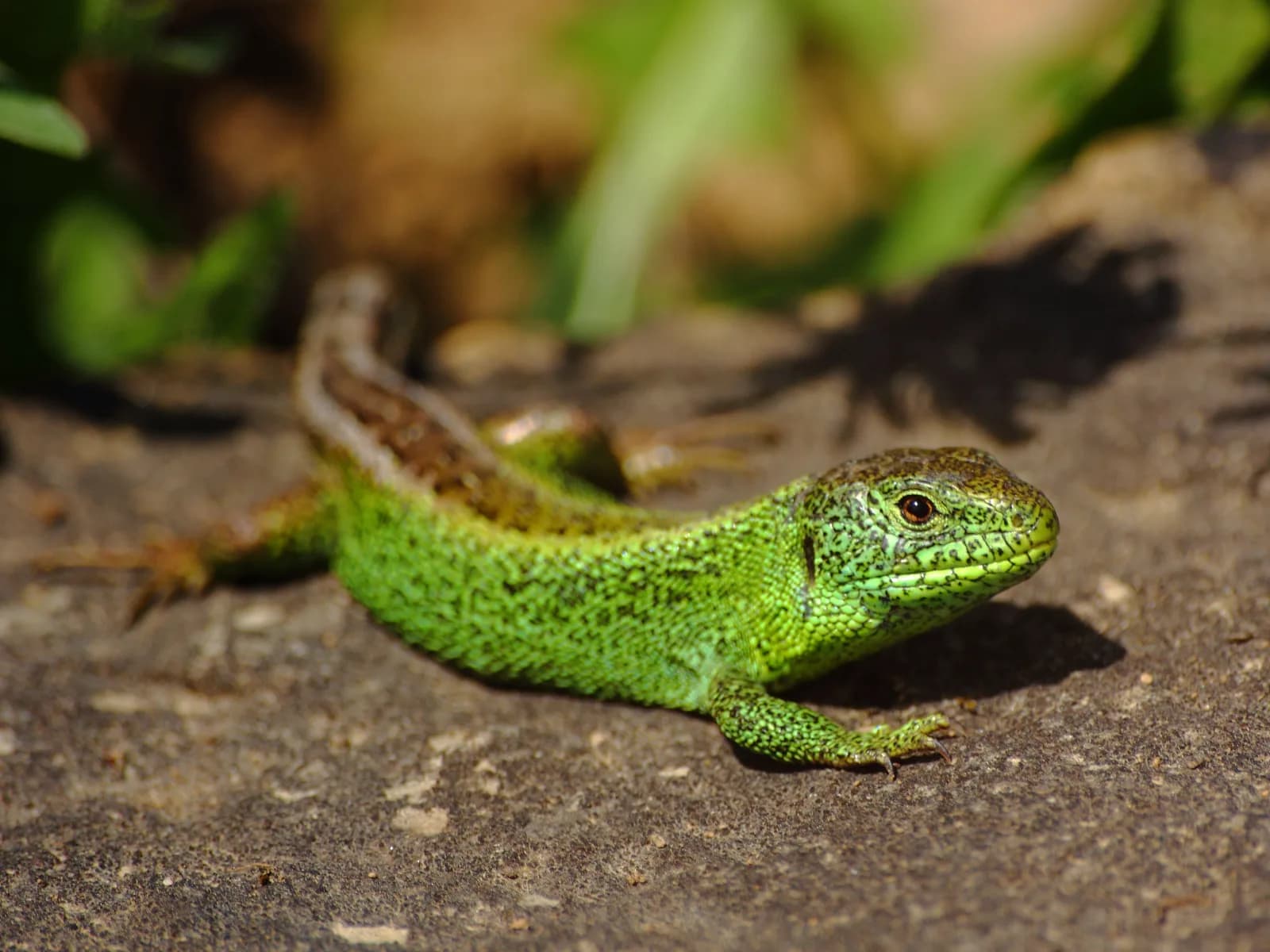 Zandhagedis