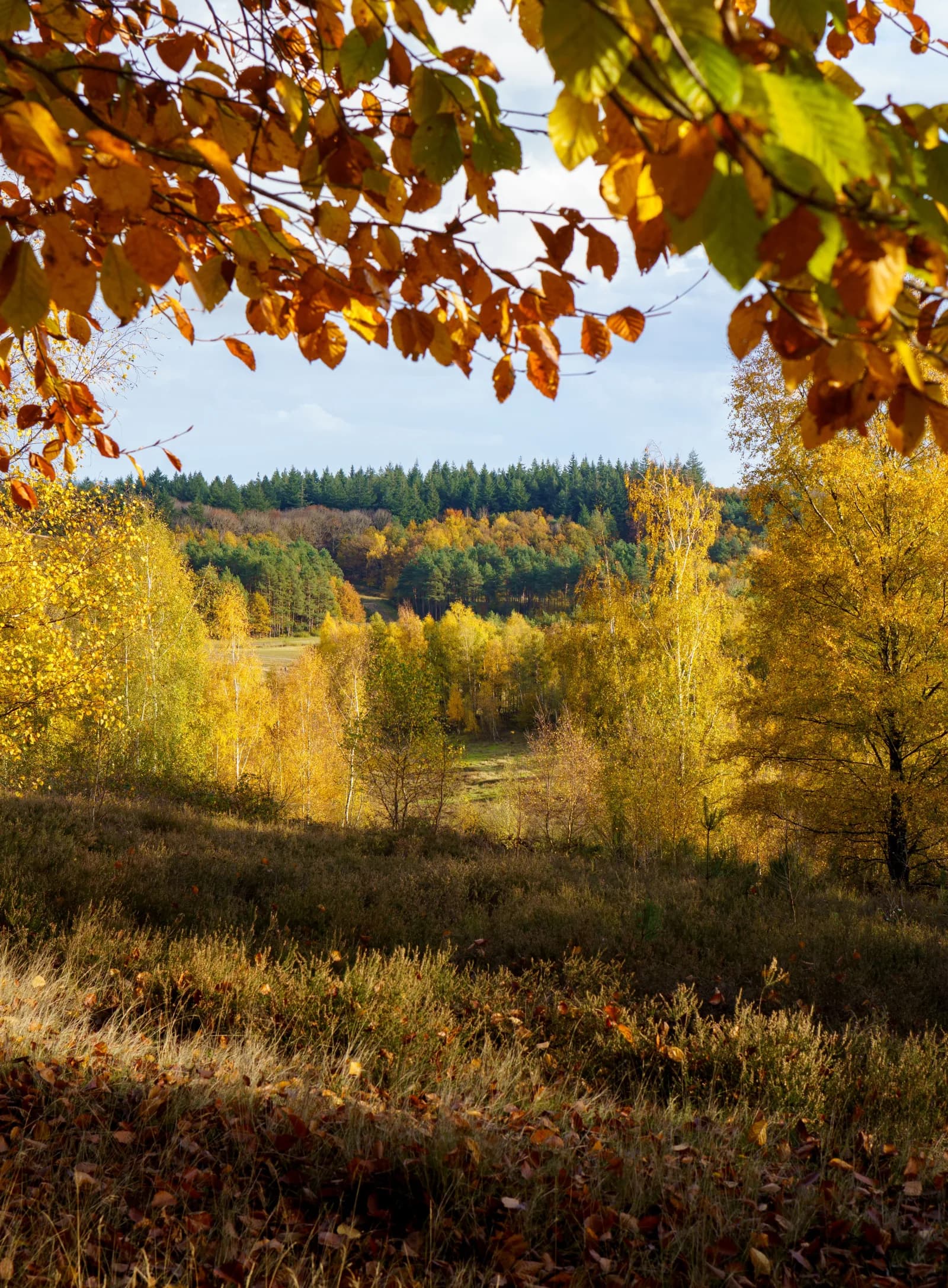 Rhenen