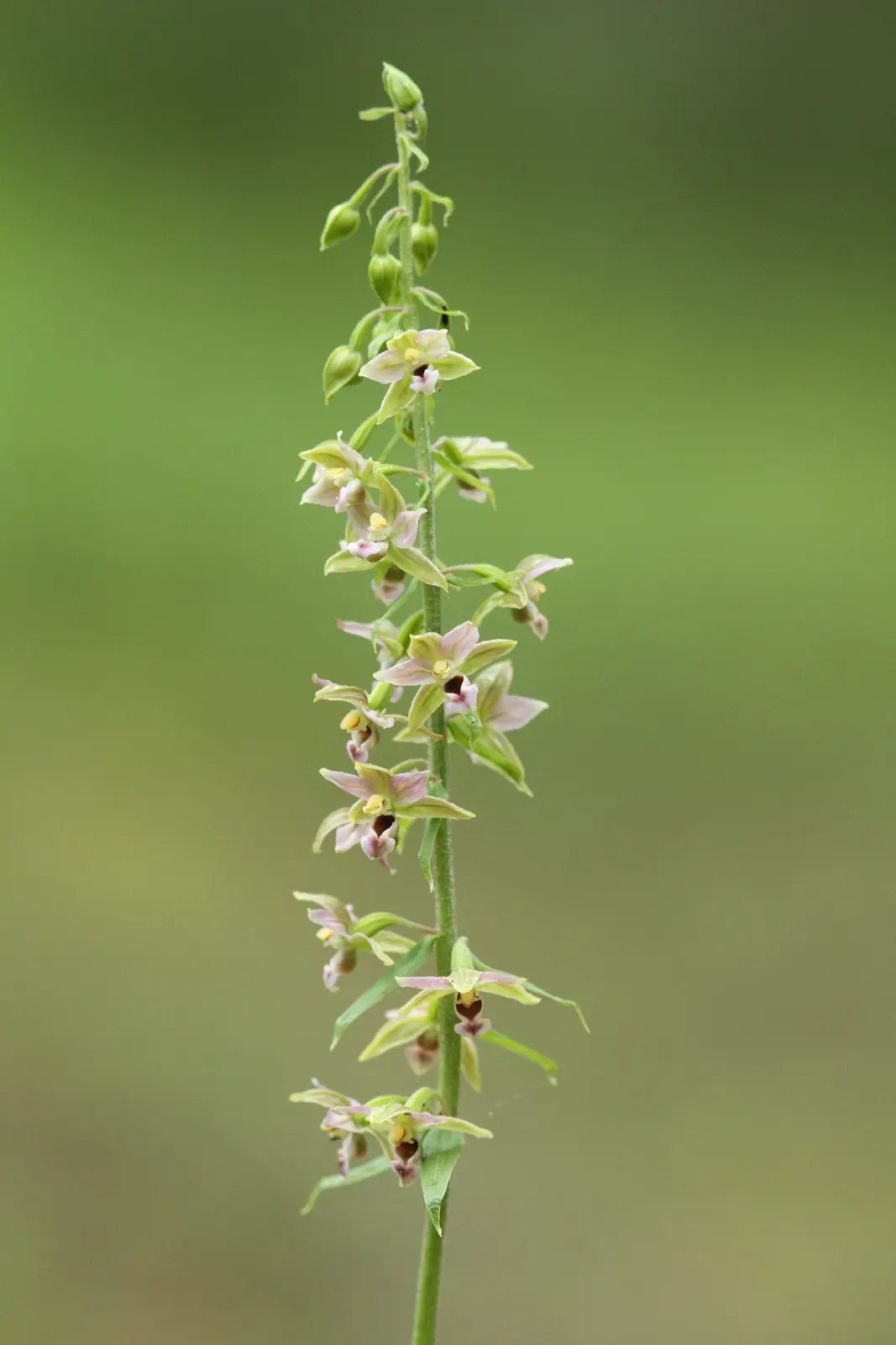 Brede wespenorchis